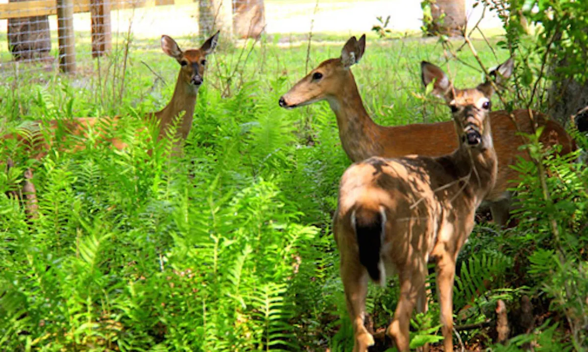 wild florida - airboat ride - orlando - deer.jpg