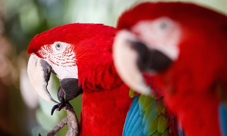 wild florida - airboat ride - orlando - parrots.jpg