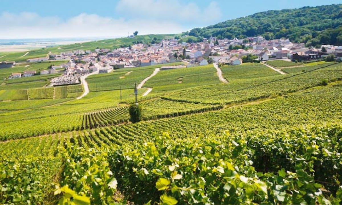Champagne : Vineyards and Cellars Day Trip from Paris-0