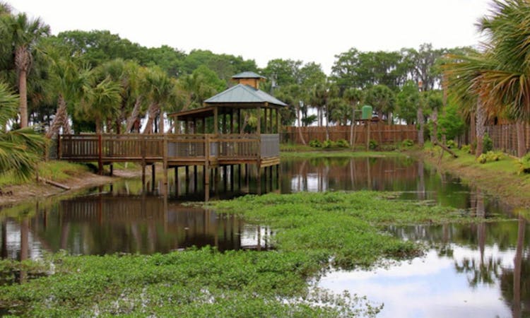 wild florida - airboat ride - orlando - alligator pond.jpg