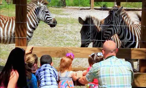 wild florida - airboat ride - orlando - zebras.jpg