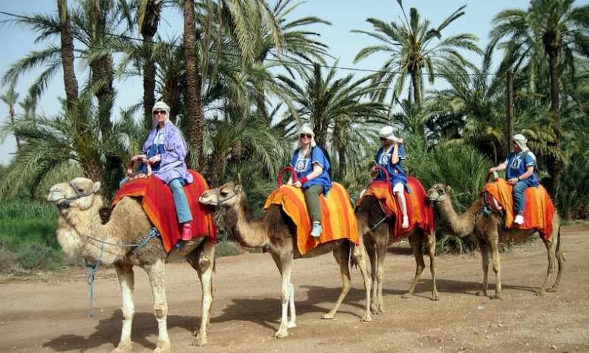 Camel Ride in Marrakech Palm Grove.jpg