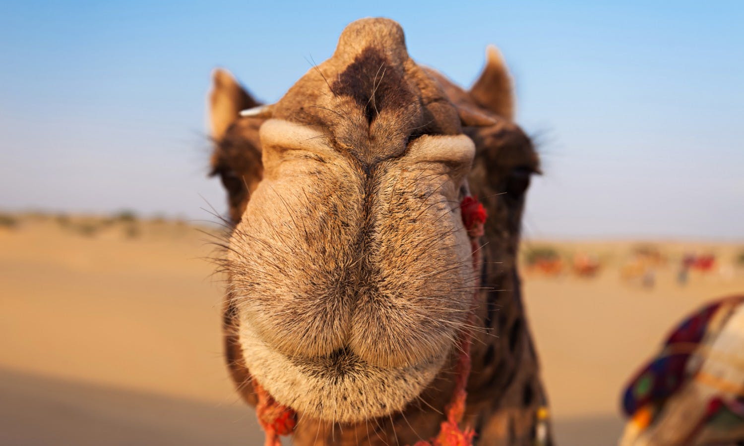 Camel Ride in Marrakech Palm Grove.jpg