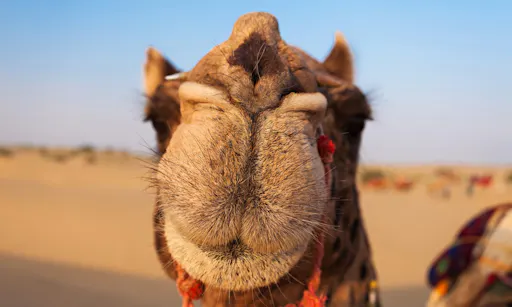 Camel Ride in Marrakech Palm Grove.jpg