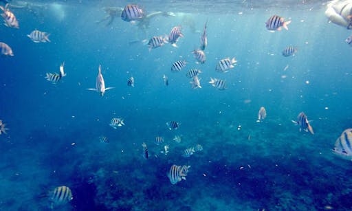 miami - key west - day trip - fish.jpg
