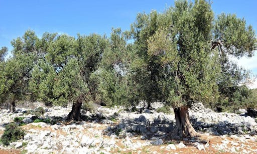 Tour of Pag, island of lace and cheese-1