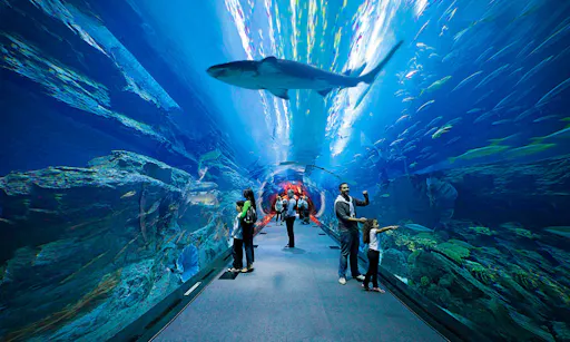 burj khalifa - tickets - dubai aquarium - tunnel - shark