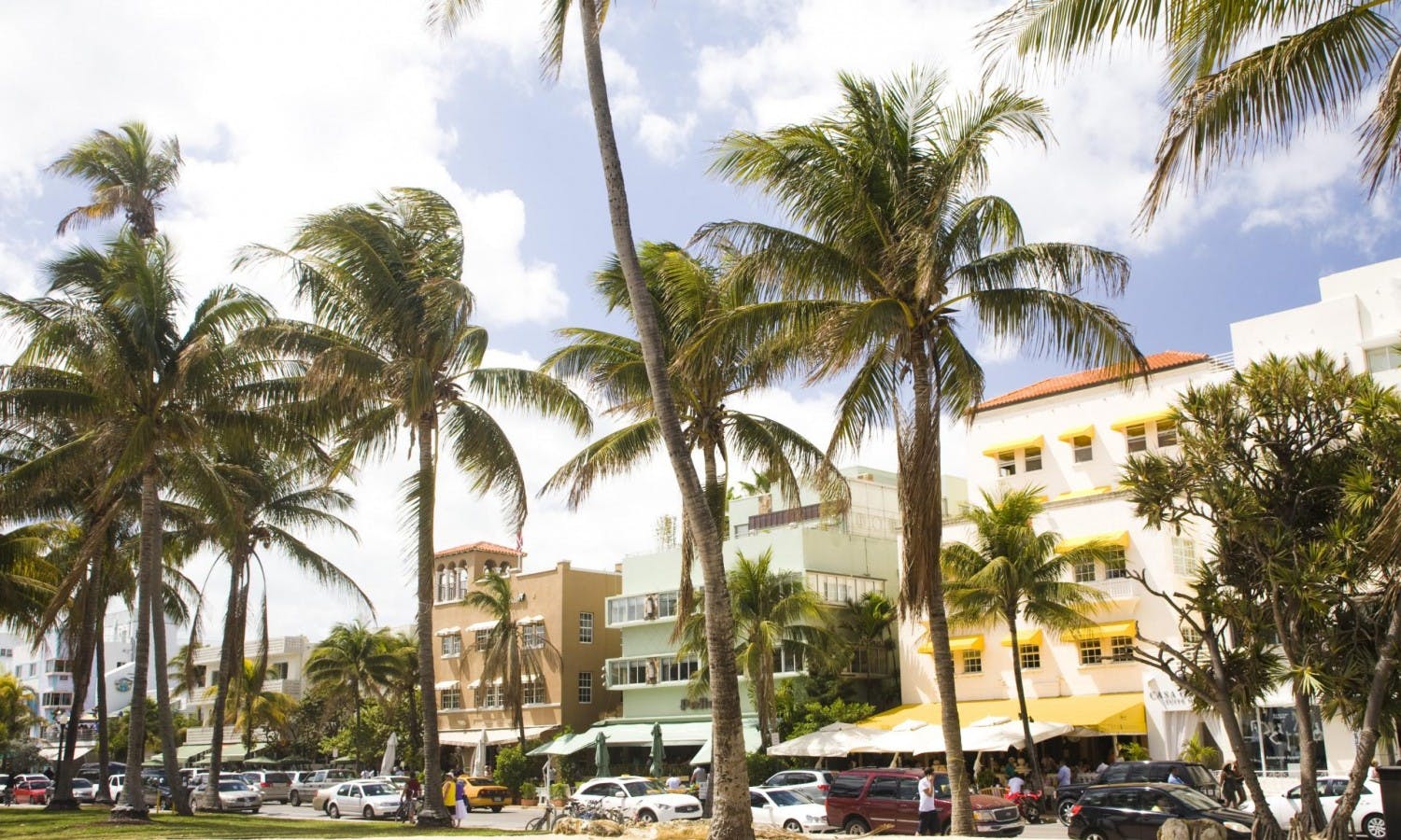 miami - walking tour - culinary - palm trees.jpg