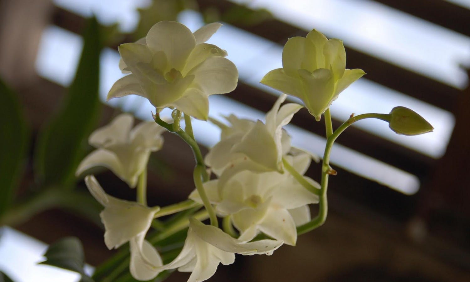 vizcaya museum - miami - gardens - white flowers.jpg