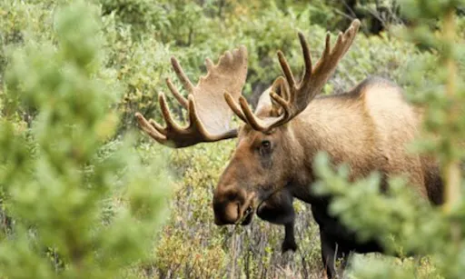 Evening wildlife safari in Stockholm's area-1