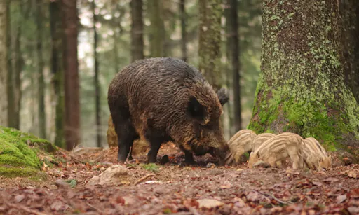 Evening wildlife safari in Stockholm's area-2