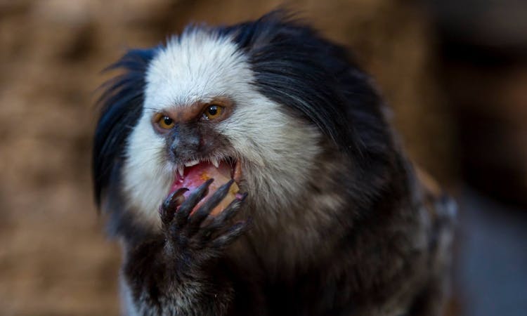 Loro Parque Tenerife Spain 7.jpg