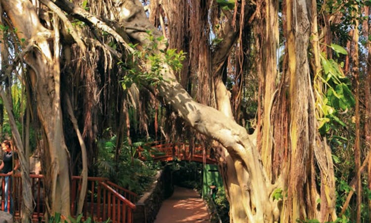 Loro Parque Tenerife Spain Jungle Ara.jpg