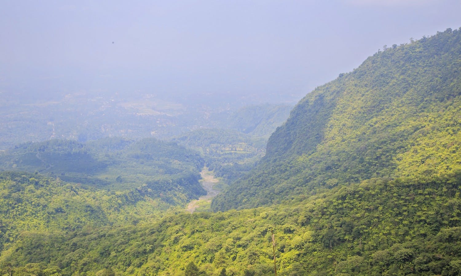 Aerial View Tropical Forest.jpg