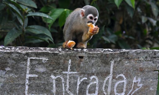 Animal tropical rainforest Brazil.jpg