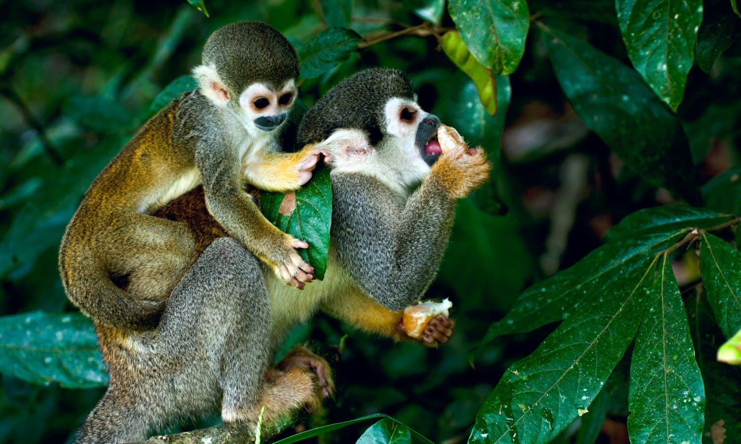 Chipmunks and monkeys tropical forest Brazil.jpg
