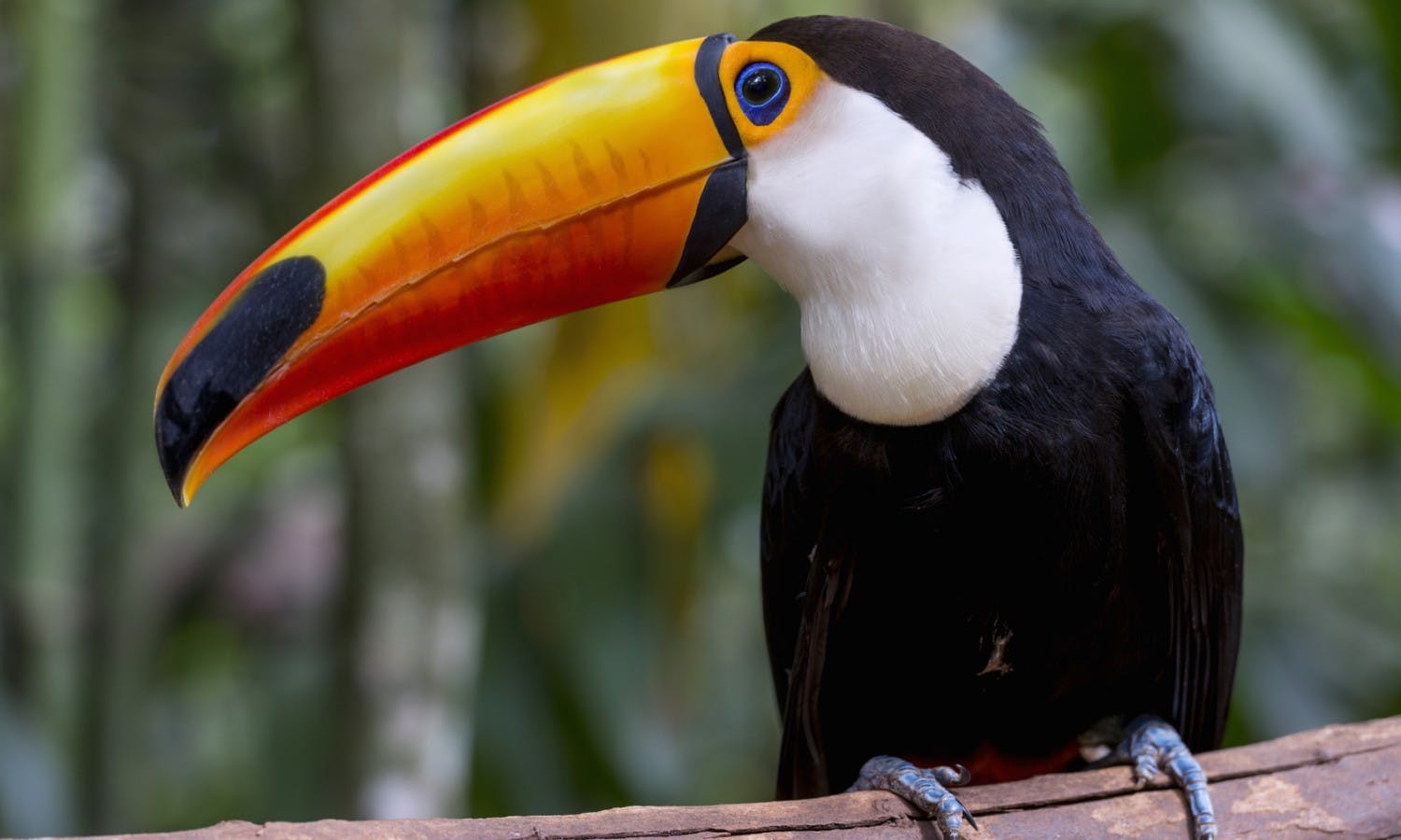 Toucan (Ramphastos Toco) sitting on tree branch in tropical forest or jungle.jpg