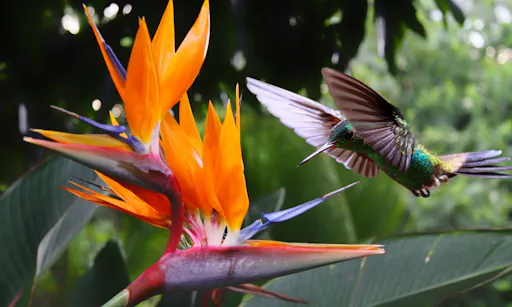 Flying Hummingbird at a Strelitzia flower.jpg