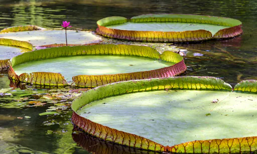 Victoria amazonica, exotic native plant of the Amazon River in Brazil.jpg
