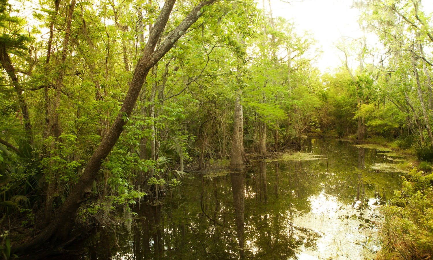 Guided swamp and bayou boat tour-3