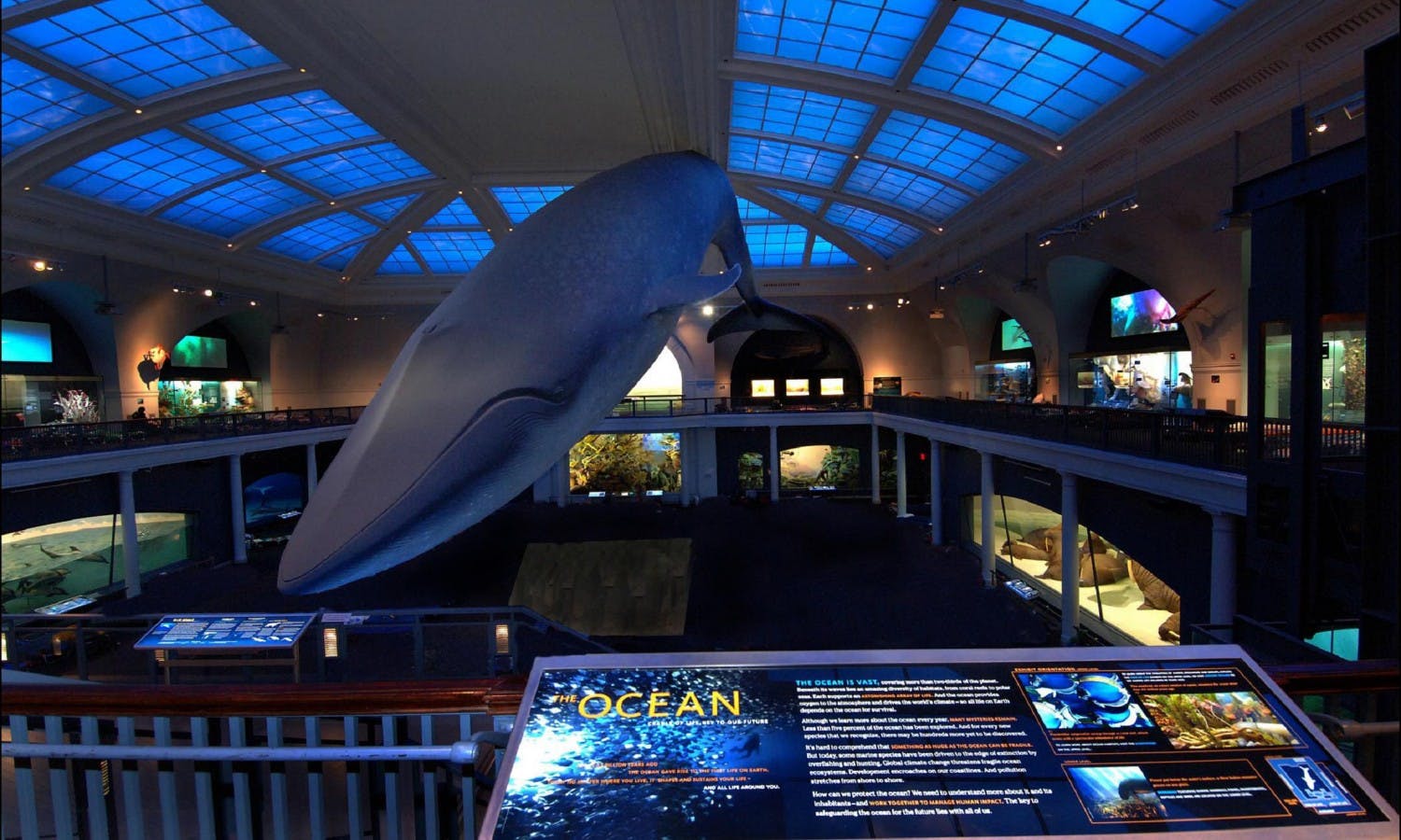 natural history museum - new york - blue whale