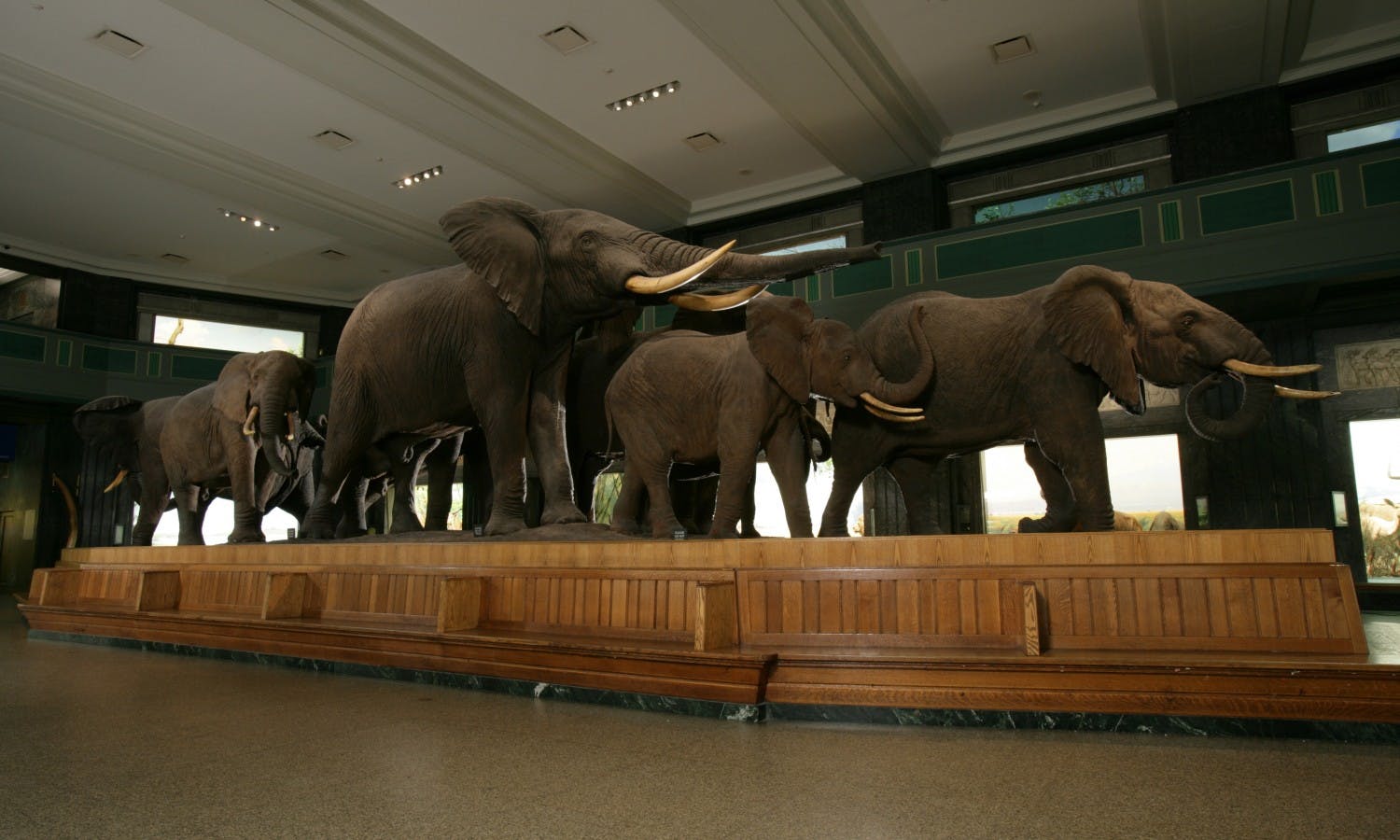 natural history museum - new york - hall of african mammals