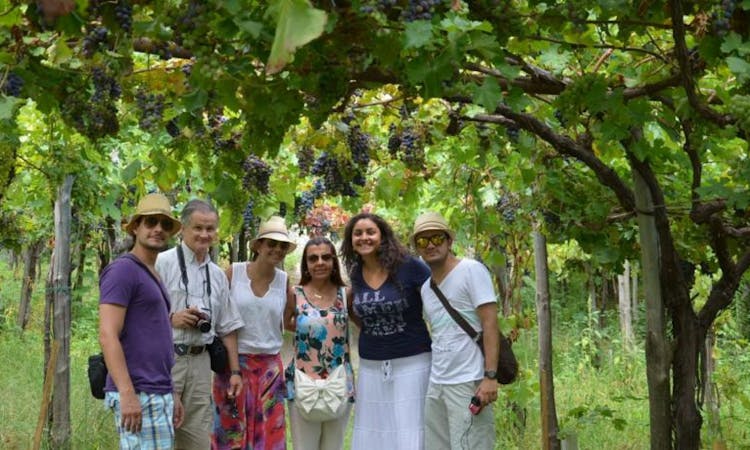 Wine tasting experience on Mount Vesuvius with lunch