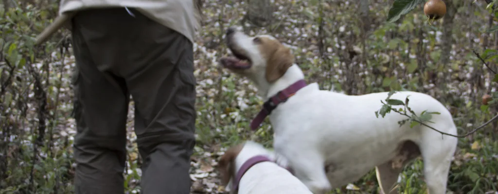 Truffle Hunting And Truffle Tasting In Langhe Musement