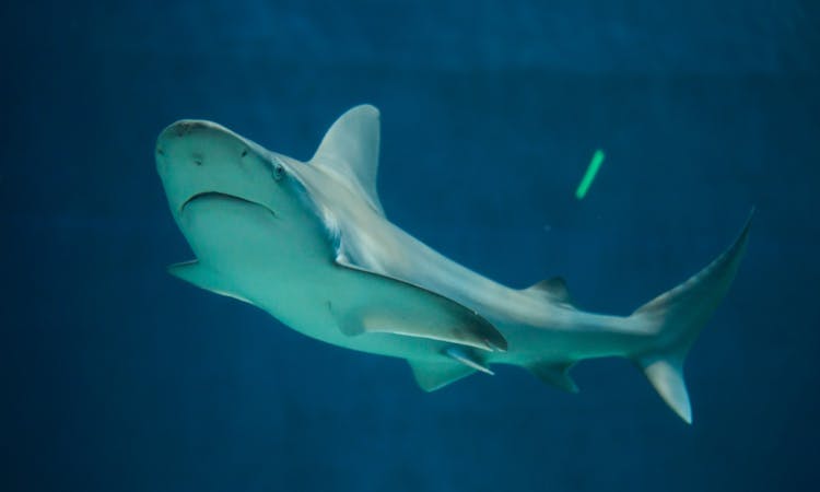 Sandbar shark (Carcharhinus plumbeus)..jpg