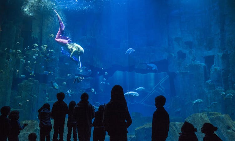 Aquarium of Paris entry ticket