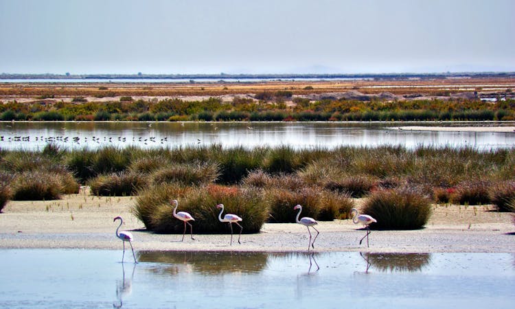 Doñana National Park 4x4 guided tour from Seville-2