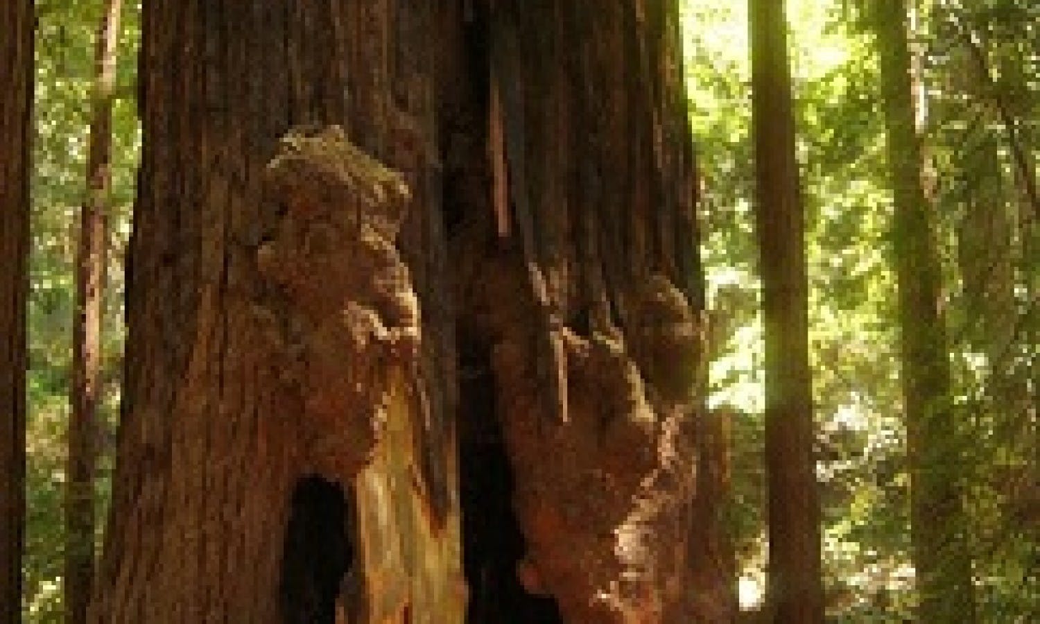 California Coastal Redwoods - visit to the Muir Woods-1
