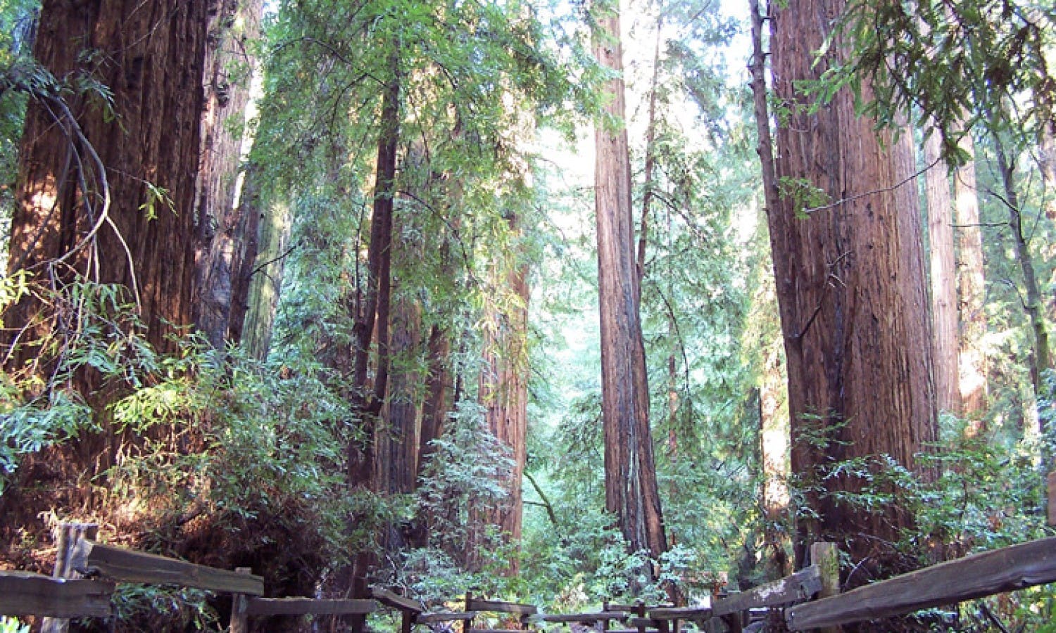 California Coastal Redwoods - visit to the Muir Woods-3