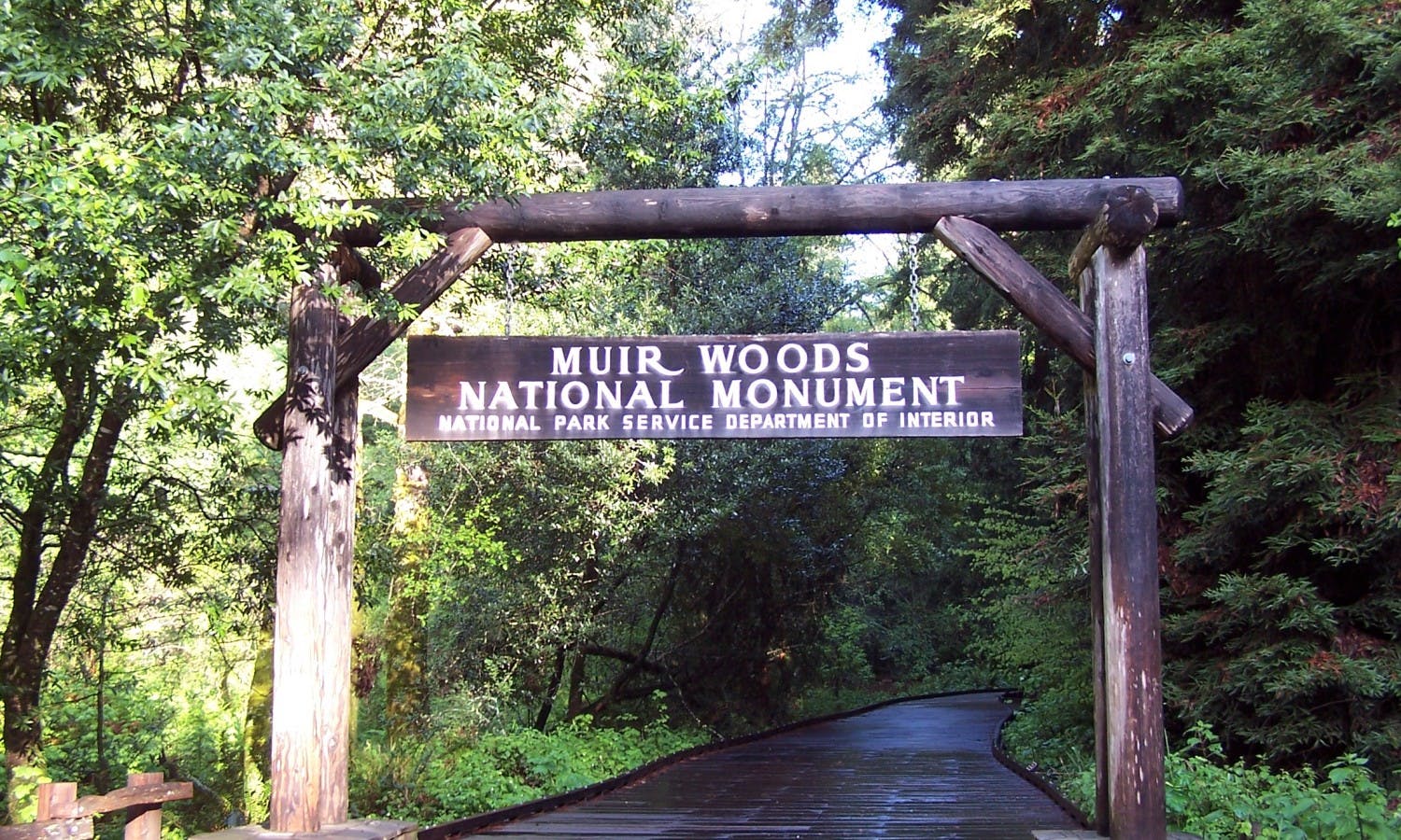 California Coastal Redwoods - visit to the Muir Woods-4