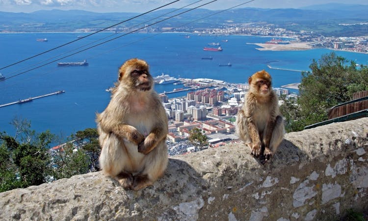 Barbary apes in Gibraltar.jpg