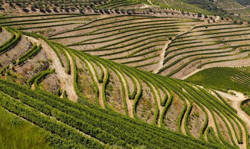 Douro Valley.jpg