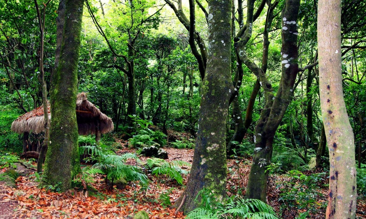 Madeira Northwest coast tour 6.jpg