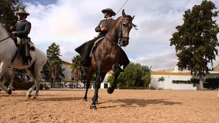 Royal Andalusian School of Equestrian Art Foundation.jpg