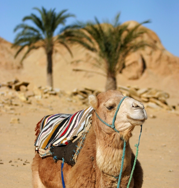 Go on an Arabian adventure in Dubai musement