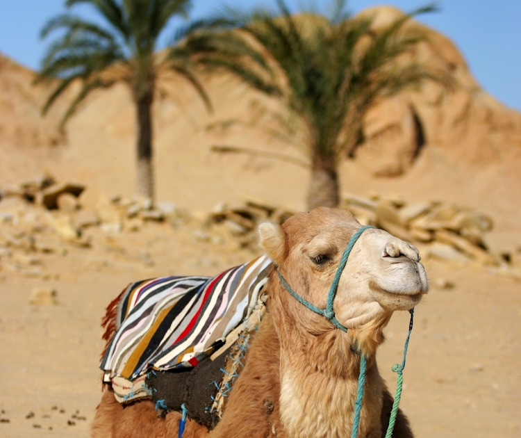Go on an Arabian adventure in Dubai  musement