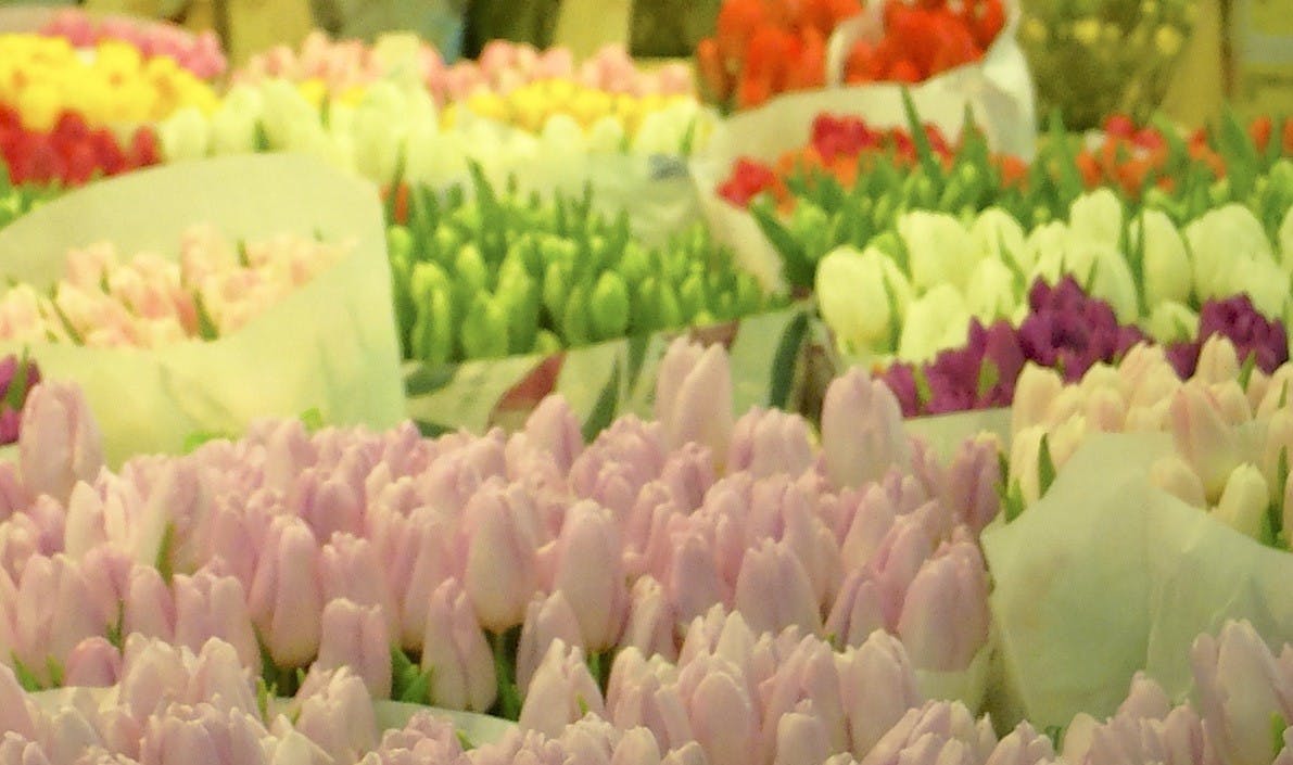 Visite guidée du marché de Rungis-2