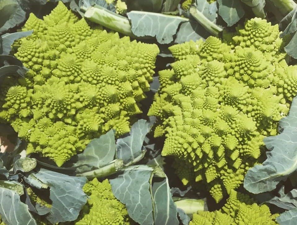 Visite guidée du marché de Rungis-4