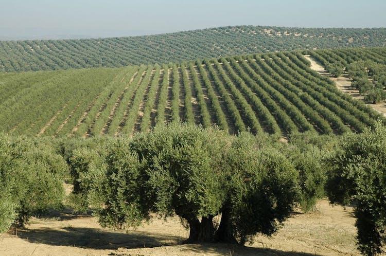 Olive oil farm tour from Seville-0