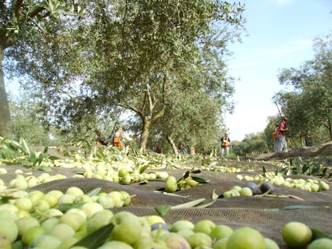 Olive oil farm tour from Seville-2