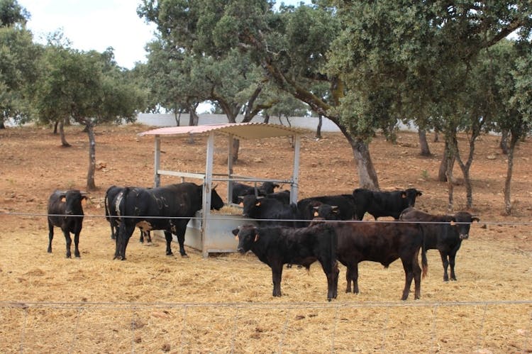 Bull breeding farm guided half-day tour from Seville-0