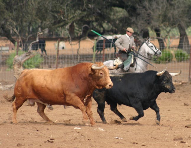 Bull breeding farm guided half-day tour from Seville-2