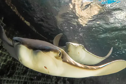 Key West Aquarium-2