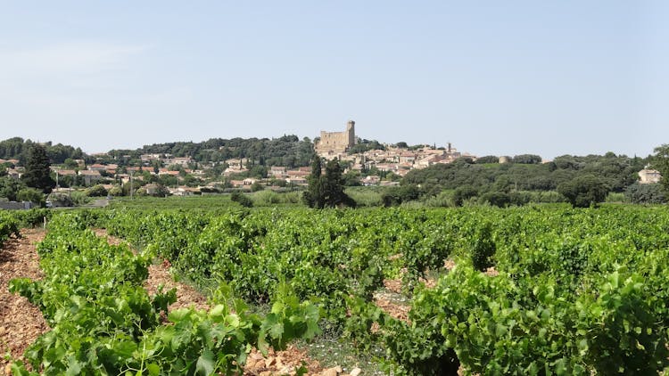Tour and wine tasting at Chateauneuf-du-Pape