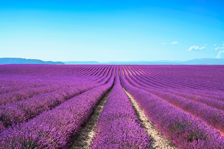 Provençal market and lavender from Avignon-2