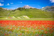 Sur La Route De La Floraison Castelluccio Di Norcia Musement